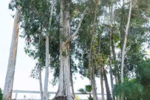 NBRI ने तैयार की यूकेलिप्टस के तेल की दवाई... डैंड्रफ, फंगस और त्वचा की समस्या होगी दूर, वैज्ञानिकों का हर्बल उपचार