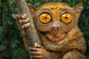 जंगल की दुनिया:  एलियन जैसी शक्ल वाला मासूम प्राइमेट