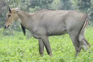 प्रयागराज के मेजा क्षेत्र में नील गायों का आतंक, फसलें चौपट 