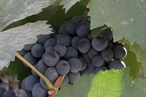 Bareilly : बरेली के किसान करेंगे अंगूर की खेती, विश्वविद्यालय करेगा मदद