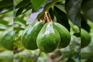 Bareilly: रुहेलखंड की जलवायु और मिट्टी में उगेगा एवोकाडो, किसाानों को मिलेगा मार्गदर्शन