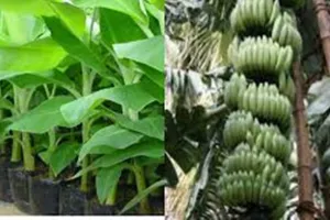 कुशीनगर में बनेगी अत्याधुनिक केला टिशू कल्चर लैब, 4.01 करोड़ रुपये स्वीकृत 