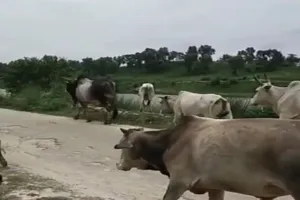 हरदोई में छुट्टा जानवरों से परेशान किसान का हैरतअंगेज फैसला, 6 बीघा खड़ी फसल पर दौड़ाया ट्रैक्टर