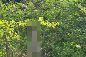 बाराबंकी में बिजली विभाग की लापरवाही से लंगूरी बंदर की मौत, 5 फीट पर लटक रहे एचटी तार