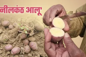 आजमगढ़ : नीलकंठ आलू से किसानों को नई उम्मीद, 'शुगर-फ्री' होने का दावा 