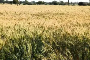 दिन का पारा चढ़ा: अगेती गेहूं की वालियों में दाने सिकुड़ने का अंदेशा, ज्यादा गर्मी से पैदावार पर पड़ेगा असर