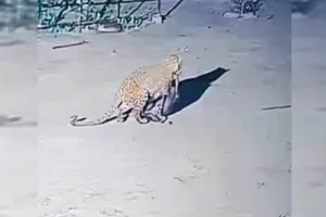 पीलीभीत : सीसीटीवी में लंगड़ाता दिखा घर में घुसकर कुत्ते को निवाला बनाने वाला तेंदुआ, रेस्क्यू के लिए टीमें गठित