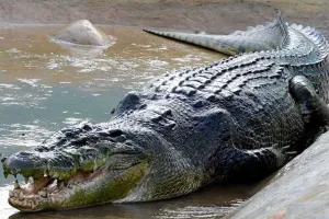 Uttrakhand: कार्बेट के मलानी ब्लॉक में मगरमच्छ का शव मिलने से हड़कंप