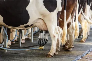 Bareilly : बरेली को महिला मिल्क प्रोड्यूसर कंपनी की सौगात, डेयरी सेक्टर के विकास को मिलेगी रफ्तार 