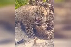 UP: शिकारियों की करतूत तेंदुए के शावक की जान पर बनी, तार के फंदे में फंसा मिला 