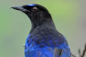  जंगल की दुनिया :  ब्लू व्हिसलिंग थ्रश: पहाड़ों में बसा नीला सौंदर्य