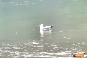 रामनगर के कॉर्बेट लैंडस्केप इकोसिस्टम की मजबूती का अहम संकेत...कोसी में दिखा सबसे बड़ी गल प्रजाति का पक्षी 