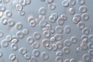 वैज्ञानिक फैक्ट:  प्राकृतिक इंजीनियरिंग का अद्भुत चमत्कार