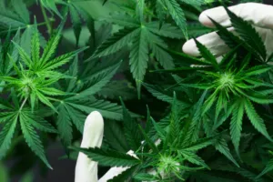  आयुर्वेदिक फैक्ट्री पर मिला भांग का जखीरा :  होली से पहले एसओजी टीम ने मौके से पकड़ा ट्रक, जांच शुरू 