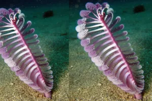 मरीन लाइफ:  सी पेन, समुद्र की गहराइयों में खड़ी एक जीवित कलम