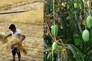  यूपी में बदले मौसम ने बढ़ाई किसानों की चिंता....ओला से फसलों और बारिश से आम को नुकसान, गेहूं को फायदा