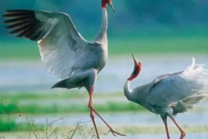 सारस की शीतकालीन गणना में इटावा अव्वल.. 3304 पक्षी दर्ज, साल दर साल बढ़ रही संख्या