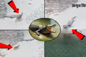 Uttrakhand:  मगरमच्छ ने हिरण को पल भर में बनाया निवाला 
