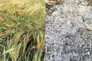सीतापुर : ओलावृष्टि व बारिश से सरसों की फसल को भारी नुकसान, किसानों के उम्मीदों पर फिरा पानी 