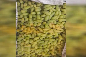 Bareilly: गुजरात और महाराष्ट्र के अंगूरों से महक रही शहर की मंडी