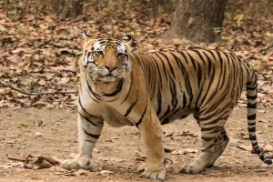 Uttrakhand: वन विभाग ने ट्रैंकुलाइज कर पकड़ा भैंसे को निवाला बनाने वाला बाघ