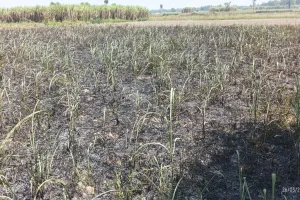 बाराबंकी : शीशम के पेड़ काटने के बाद लगाई आग से गन्ने की फसल राख, जानें क्या है पूरा मामला 