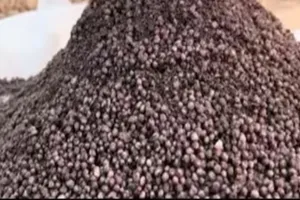 बाराबंकी : समिति पर डीएपी खाद महंगे दाम पर बेचने का आरोप, जांच की मांग