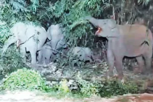 Uttrakhand: बीच सड़क आया मदमस्त हाथियों का झुंड, लोगों में फैला डर और यातायात ठप