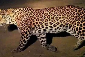 Uttrakhand: घर में घुसा गुलदार, मचा हड़कंपरुड़की का मामला, लोगों से सतर्क रहने की अपील