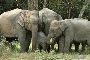 Uttrakhand: हाथियों ने टांडा जंगल में मचाया उत्पात...गेहूं की फसल क्षतिग्रस्त व स्कूल की खिड़की तोड़ी 