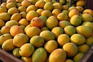 UP का आम जायेगा जापान : इस खास दल ने पैक हाऊस का किया दौरा