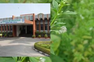 एंडोफाइटिक बैक्टीरिया पौधों की वृद्धि और औषधीय गुणों के असली हीरो: CSIR-CIMAP के रिसर्च में हुआ असली खुलासा