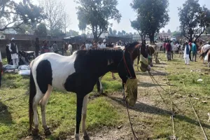 Uttrakhand: इस मेले में कभी घोड़ा खरीदने आता था डाकू सुल्ताना, नखासा पहुंचा 10 लाख का मारवाड़ी घोड़ा