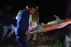 UP: टैंक्युलाइज कर वन विभाग ने तेंदुए को पकड़ा, कई दिन से फैली थी दहशत 