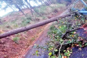 Uttrakhand: नैनीताल में पेड़ गिरने से सड़कें बंद, 24 घंटे से बिजली-पानी ठप