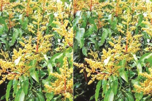 प्रकृति का सूक्ष्म संगीत और चैत्र