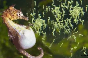  मरीन लाइफ:  जब नर समुद्री घोड़ा देता है जन्म