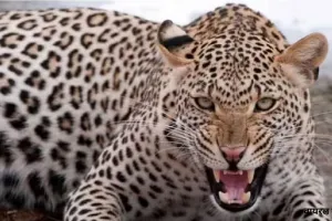 बहराइच में तेंदुए का आतंक :   हमले में महिला घायल, वन विभाग ने गश्त तेज की