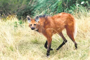 वाइल्ड लाइफ:  ऊंचे पैरों वाला अनोखा वन्यजीव