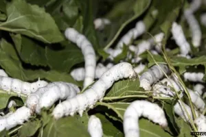  रेशम उत्पादन से होगी किसानों की आय में बढ़ोतरी,पांच दिवसीय प्रौद्योगिक उन्मुखीकरण कार्यक्रम का शुभारंभ