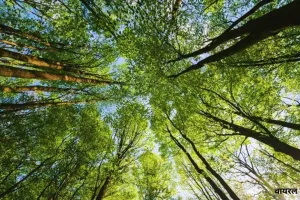   रोचक फैक्ट :पेड़ों की संख्या हमारी आकाशगंगा के तारों से अधिक  