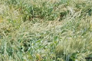 बेमौसम बारिश ने बढ़ायी किसानों की चिंता,  चना-मटर की फसलों पर बुरा असर, कटाई-मड़ाई के लिए तैयार गेहूं, अरहर, सरसों  