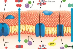 चिकनाई हजम करने वाली 131 प्रोटीस
