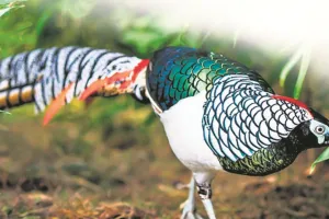 पंछियों को ‘अंधा’ भी बना देता है प्रेम