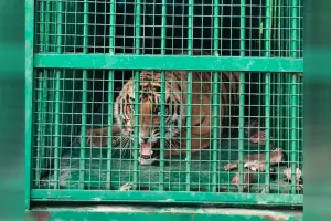 UP: तीन हफ्ते बाद पिंजरे में कैद हुआ बाघ, बकरी के लालच में आया शिकंजे में