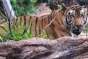 Uttrakhand:बाघ ने खाया पेट, सिर धड़ से किसने अलग किया? हत्या और बाघ के हमले में उलझी गुत्थी