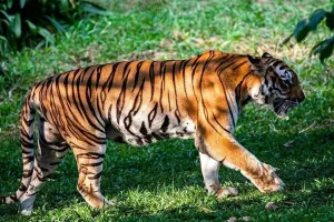 Uttrakhand: फाटों जोन में रेस्क्यू की गई बाघिन सुरक्षित जंगल लौटी