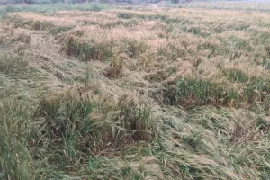Bareilly: बारिश से गेहूं की फसल को हुए नुकसान का सर्वे शुरू, डीएम ने रिपोर्ट मांगी