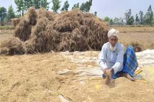 UP: दो दिन से हो रही बारिश ने किसानों की बढ़ाई चिंता, गेहूं की फसल पर मंडराया संकट