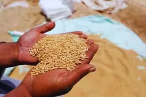 Moradabad: केंद्रों पर इंतजाम, फिर भी नहीं बढ़ रहा अन्नदाता का रुझान